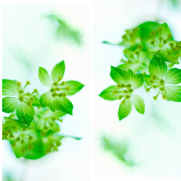 Ethereal Green Bupleurum Flowers - High Key Nature Photography Background