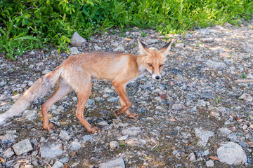Fototapeta premium The red fox Vulpes vulpes walks along a path in the forest.