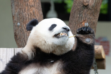 Funny Pose of Giant Panda Chewing Bamboo Stick © foreverhappy