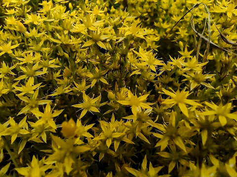 Horizontal close up of blooming yellow goldmoss stonecrop Sedum acre flowers creating vibrant natural floral background.