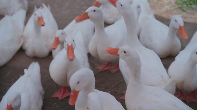 Group of white pekin ducks standing together in organic poultry farm.