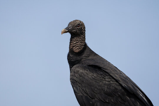 Black vulture, Coragyps atratus in Peru, portrait of a bird