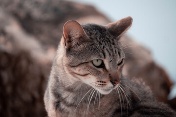 Fototapeta premium portrait of a cat
