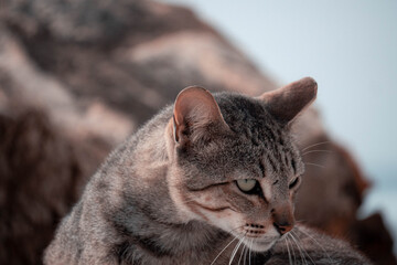 portrait of a cat © João Bastos