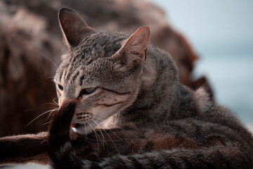 portrait of a cat © João Bastos