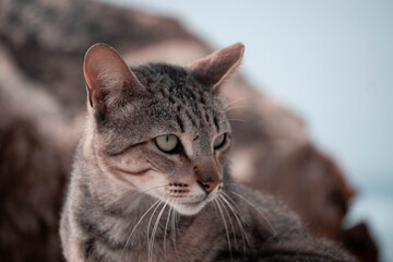 portrait of a cat © João Bastos