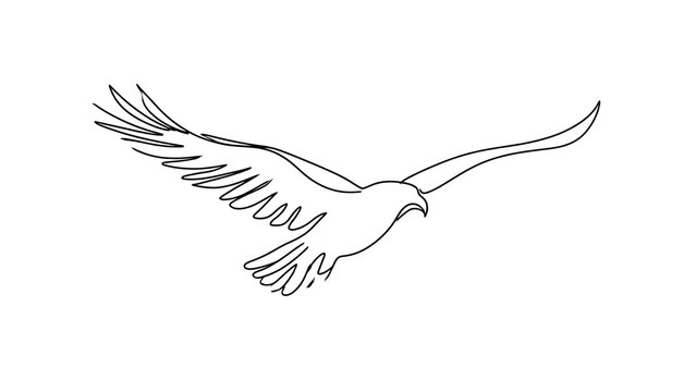 Elegant eagle drawing in flight white background.