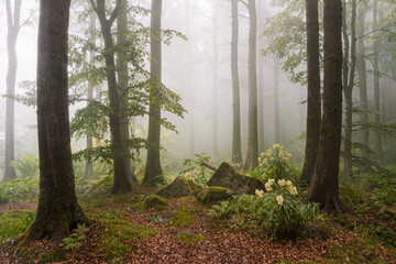Fototapeta premium Foggy beech woodland with green ferns, moss covered boulders and pale wildflowers on a leaf strewn floor