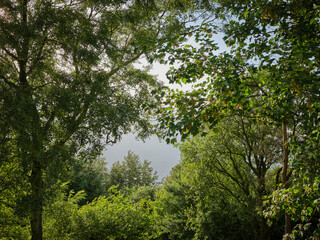 Fototapeta premium Stormy skies seen through August trees in high, blustery wind