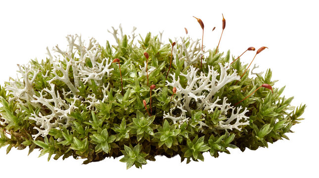 Cushion of green forest moss with white reindeer lichen and red brown spore capsules, isolated on transparent background