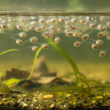 Tadpoles swimming together near water surface in freshwater aquarium pond for biology life cycle education