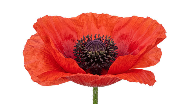 Vibrant red poppy flower with delicate petals and dark center