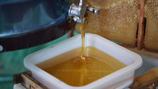 Images from the world of honey bees.
