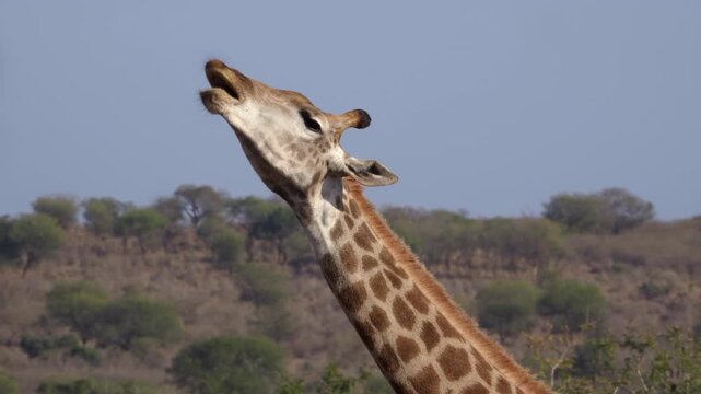 A giraffe sucks, and chews an old animal bone for nutrition. The giraffe works the bone in its mouth before dropping it in South African bushveld.