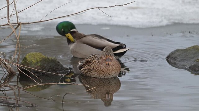 Mallard duck pair sitting on a frozen pond and sleeping, winter, lower saxony, (anas platyrhynchos), germany