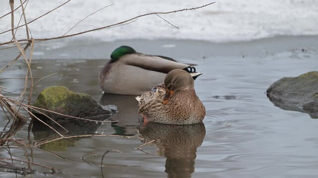 Mallard female sitting on frozen pond and cleans his plumage, winter, lower saxony, (anas platyrhynchos), germany