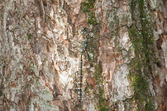 Well camouflaged Lake Darner dragonfly hanging on a tree on summer afternoon.