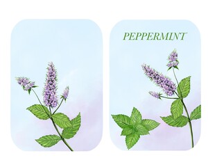 Peppermint botanical Set with  Peppermint Label frame  on light blue background, watercolor Illustration.  © Atelier Varnik