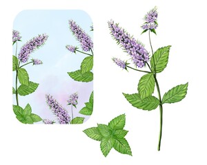 Peppermint botanical Set with Peppermint plant and  label frame with mint plant on light blue background, watercolor Illustration.  © Atelier Varnik