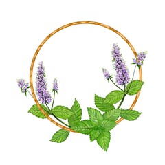 Peppermint botanical wreath,  frame with mint plant, watercolor Illustration.  © Atelier Varnik
