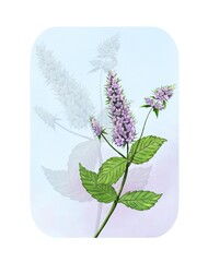 Peppermint botanical label frame with mint plant on light blue background, watercolor Illustration.  © Atelier Varnik