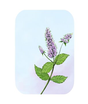 Peppermint botanical label frame with mint plant on light blue background, watercolor Illustration. 