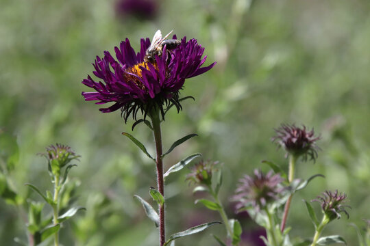 Purple aster called Novae angliae Violetta