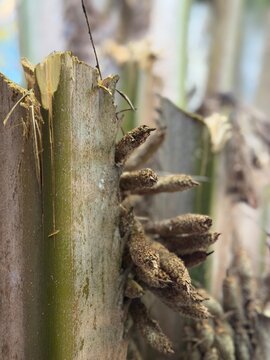 trimmed palm tree trunk
