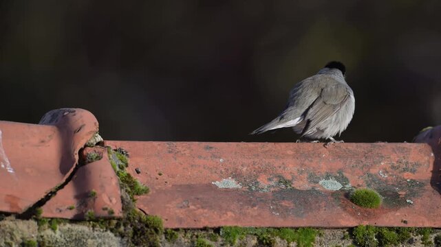 A male blackcap perched on a house roof, garden, spring, lower saxony, (sylvia atricapilla), germany