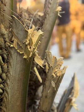 trimmed palm tree trunk