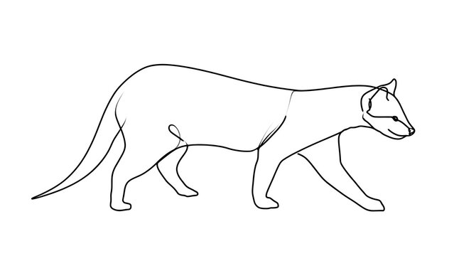 Minimalist line art feline walking white background.