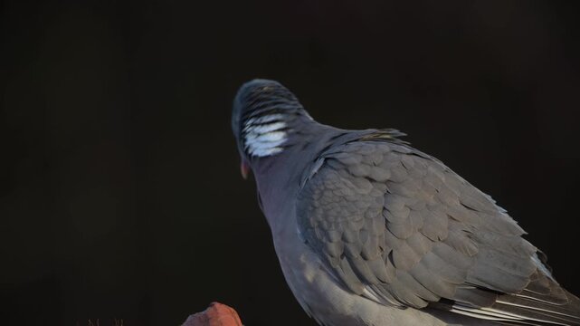 A wood pigeon is perched on the roof of a house, preening its feathers, portrait, spring, lower saxony, (columba palumbus), germany