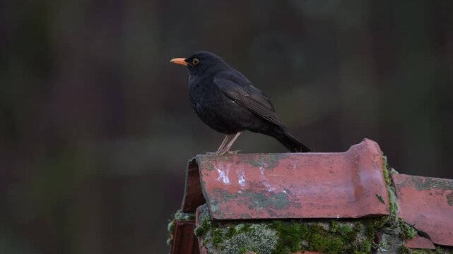 A male blackbird is perched on the roof of a house, looking intently, spring, lower saxony, (turdus merula), germany