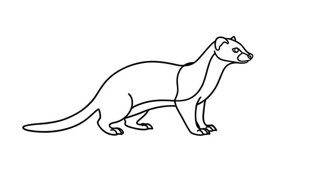 Ferret line art illustration white background.