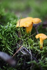 mushroom in the forest © Kaneelmeetra