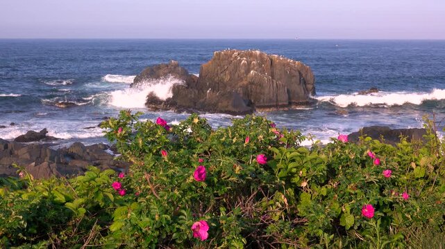 種差海岸とハマナス