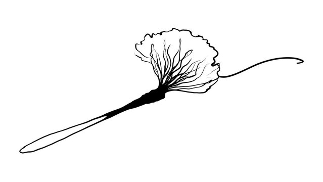 Minimalist line art dandelion white background.