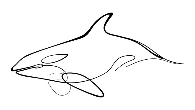 Minimalist orca whale line art white background.