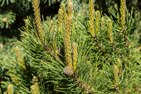 Young pine cone on a Pinus ponderosa tree, commonly known as Pinus mugo Ophir. Several cone buds are visible among the needle clusters. Needles appear fresh and green