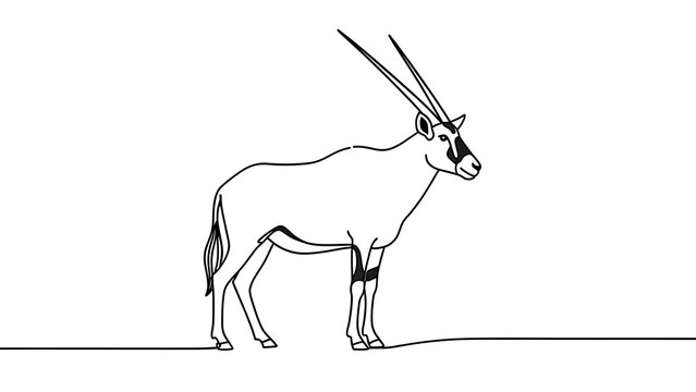 Oryx antelope line drawing white background.