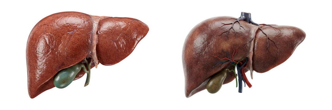 PNG Healthy Human Liver with Hepatic Blood Vessels and Gallbladder Isolated on Transparent Background
