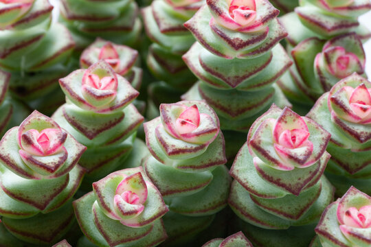 Crassula perforata, succlent plant in the flowerpot, Close-up