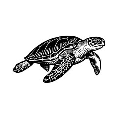 Fototapeta premium Sea turtle illustration. Hand drawn marine animal sketch in vintage engraving style.