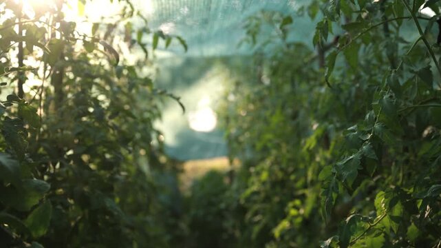 Rows of unripe tomato plants growing inside commercial greenhouse with warm sunlight filtering through foliage. Greenhouse farming, horticulture and sustainable food production, 4K