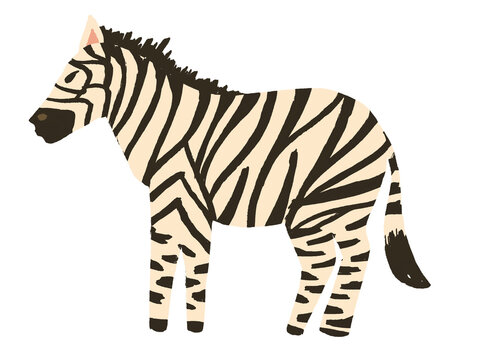 Zebra illustration design isolated on transparent background