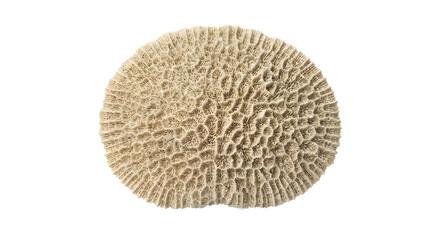 top_view_brain_coral_oval_stony_coral_black_background © Jurairat