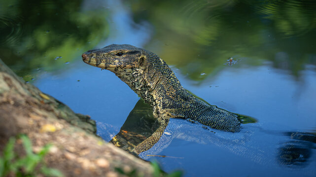 reptile spa - Echsen Spa