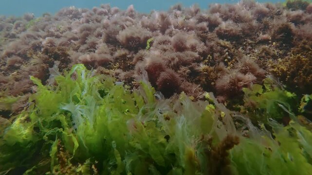 Underwater view of carpet of vibrant red and green macroalgae covering rocky wall, illuminated by shimmering sunbeams against vivid turquoise water, close-up