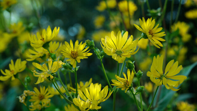 Silphium perfoliatum, Yellow flowers blooming in the park