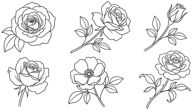 Highly Detailed Black and White Rose Flower Pencil Sketch Botanical Vector Illustration Isolated on White